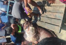 Fisherman Catches Giant 100-Kilo Lapu-Lapu in Jolo, Sulu