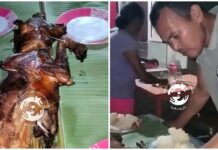 Animal Welfare Group Seeks Justice Over Alleged Dog Slaughter in Bohol