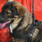 Missing Pet Dog in Negros Occidental Found Being Burned by Neighbor