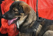 Missing Pet Dog in Negros Occidental Found Being Burned by Neighbor