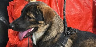 Missing Pet Dog in Negros Occidental Found Being Burned by Neighbor