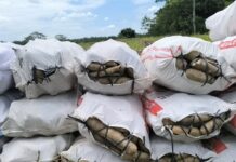 Tagum City Agriculture Office Warns Public Against Stolen Toxic Cassava