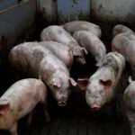 China bans import of pigs, wild boar from the Philippines due to swine fever