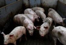 China bans import of pigs, wild boar from the Philippines due to swine fever