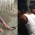 ‘Cobra King’ In Leyte Reportedly Dies After Snake Bite Incident