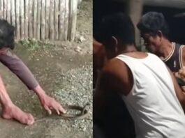 ‘Cobra King’ In Leyte Reportedly Dies After Snake Bite Incident