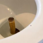 King Cobra Found Inside Resort Toilet Shocks Guests