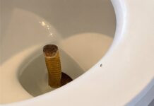 King Cobra Found Inside Resort Toilet Shocks Guests