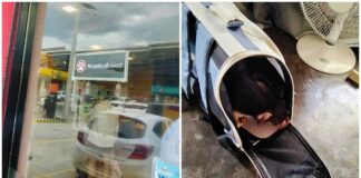 Customer Disappointed After Fast-Food Chain Refused to Allow Her Pet Dog Inside