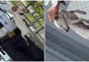 Animal Advocates Criticize Alleged Abuse of Puppy in Legazpi City