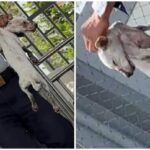 Animal Advocates Criticize Alleged Abuse of Puppy in Legazpi City
