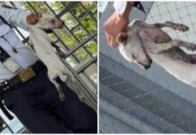 Animal Advocates Criticize Alleged Abuse of Puppy in Legazpi City