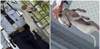Animal Advocates Criticize Alleged Abuse of Puppy in Legazpi City