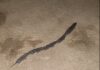 Strange Line of Rats Mistaken for Snake Surprises Couple in Camiguin