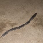 Strange Line of Rats Mistaken for Snake Surprises Couple in Camiguin