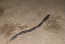 Strange Line of Rats Mistaken for Snake Surprises Couple in Camiguin