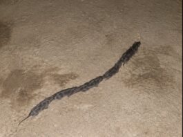 Strange Line of Rats Mistaken for Snake Surprises Couple in Camiguin