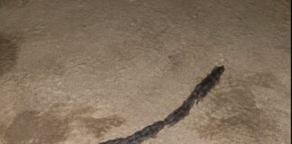 Strange Line of Rats Mistaken for Snake Surprises Couple in Camiguin
