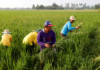 Philippines farm and fisheries output drops 0.3% yr/yr in first quarter