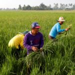 Philippines farm and fisheries output drops 0.3% yr/yr in first quarter