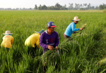 Philippines farm and fisheries output drops 0.3% yr/yr in first quarter