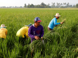 Philippines farm and fisheries output drops 0.3% yr/yr in first quarter
