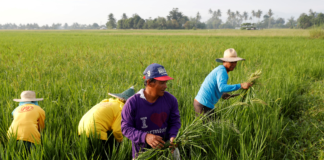 Philippines farm and fisheries output drops 0.3% yr/yr in first quarter