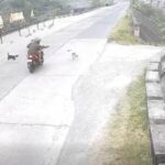Riding-in-Tandem Shoots Dog That Chased Them in Isabela