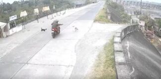 Riding-in-Tandem Shoots Dog That Chased Them in Isabela