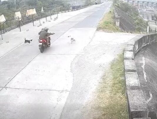 Riding-in-Tandem Shoots Dog That Chased Them in Isabela