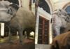 Mali the ‘World’s Saddest Elephant’ Now on Display at National Museum