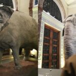 Mali the ‘World’s Saddest Elephant’ Now on Display at National Museum