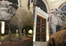Mali the ‘World’s Saddest Elephant’ Now on Display at National Museum