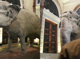Mali the ‘World’s Saddest Elephant’ Now on Display at National Museum