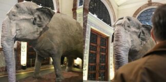 Mali the ‘World’s Saddest Elephant’ Now on Display at National Museum