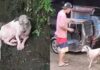 Dog Rescued After Being Trapped in Creek for Two Days