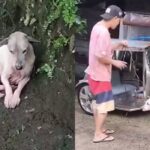 Dog Rescued After Being Trapped in Creek for Two Days