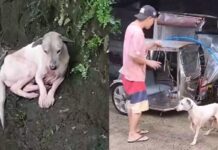 Dog Rescued After Being Trapped in Creek for Two Days