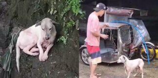 Dog Rescued After Being Trapped in Creek for Two Days