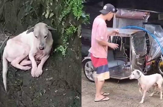 Dog Rescued After Being Trapped in Creek for Two Days