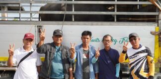 7 Farmers in Cagayan Valley & Cordillera Receive Free Breeding Bulls