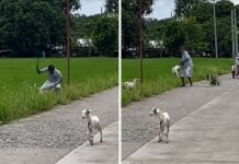 3 Baby Goats Injured After Alleged Attack by Drunk Man in Nueva Ecija