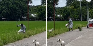 3 Baby Goats Injured After Alleged Attack by Drunk Man in Nueva Ecija