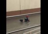 Rider Pushes Motorcycle Through Waist-Deep Flood in Makati