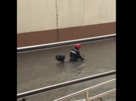 Rider Pushes Motorcycle Through Waist-Deep Flood in Makati