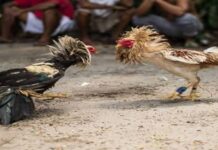 Pinoys in France Urged to End Cockfighting Activities