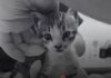 Kitten Burned Alive for Social Media Clout Dies From Severe Injuries