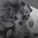 Kitten Burned Alive for Social Media Clout Dies From Severe Injuries