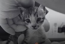 Kitten Burned Alive for Social Media Clout Dies From Severe Injuries