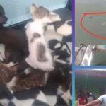 Content Creator Criticized for Throwing Kittens Into Sea for Content